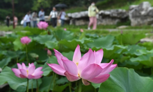 lotus