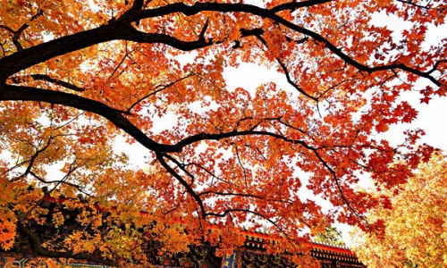 Fragrant-Hills-Park-autumn