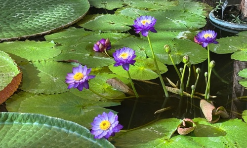 botanical-garden-beijing