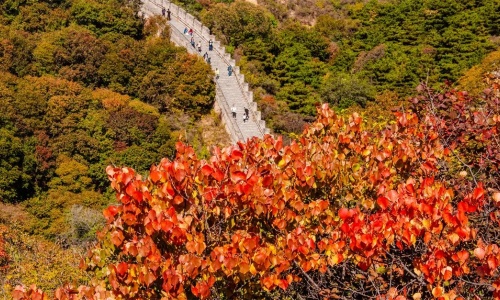 fragrant-hill-autumn-beijing