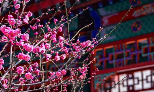 fragrant-hills-spring-beijing
