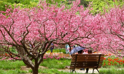fragrant-hills-spring
