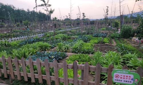 fruit-picking-beijing