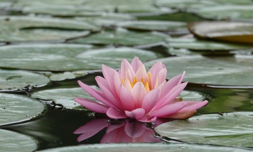 jingcui-lake-beijing
