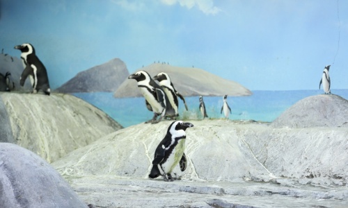 Penguin-Island-beijing