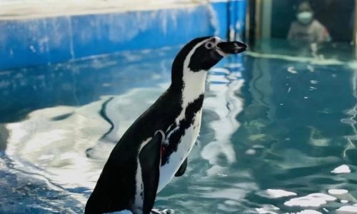 Penguin-Island
