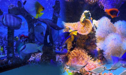 coral-garden