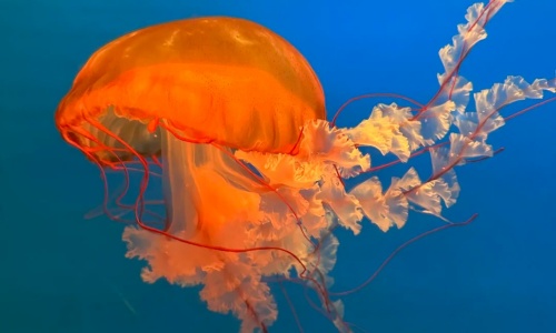 jellyfish-wonderland-beijing