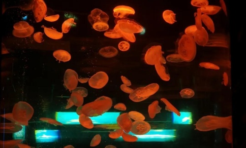 jellyfish-wonderland