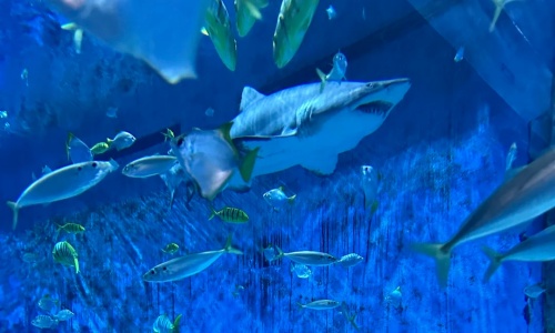 shark-town-beijing