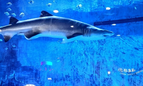 shark-town