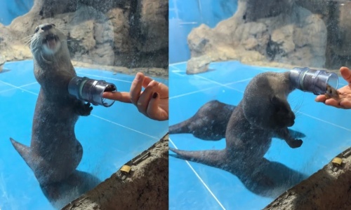 Oriental-Small-Otter-Viewing-Area-beijing