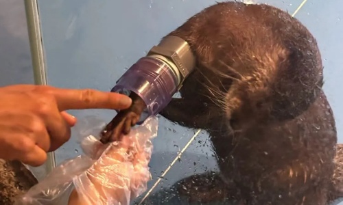 Oriental-Small-Otter-Viewing-Area