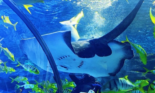 Ray-Touch-Interactive-Pool-beijing