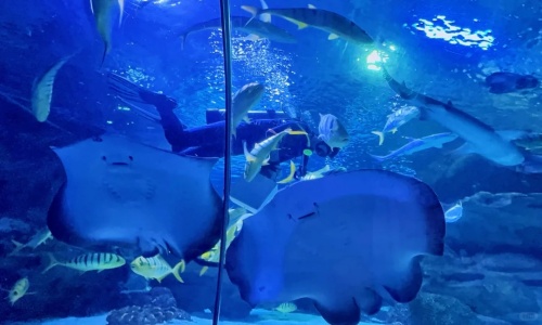 Ray-Touch-Interactive-Pool