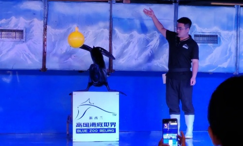 Sea-Lion-Show
