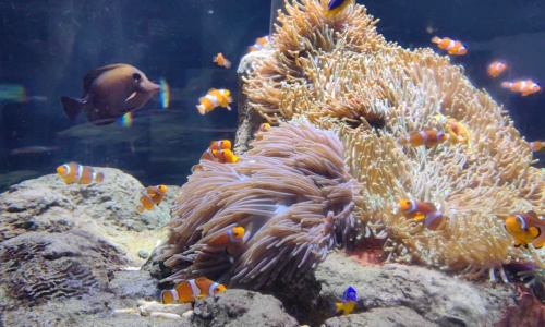 Coral-Reef-beijing