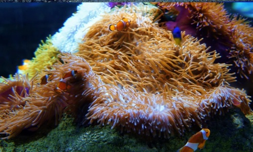Coral-Reef