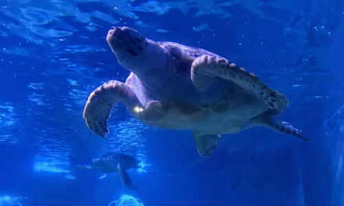 sea-turtle-viewing-zone