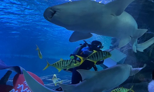 shark-viewing-zone